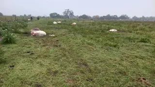 Ataque en campo de la región: mataron vacas de tambo y las faenaron en el lugar 