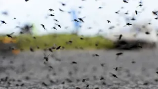 Invasión de mosquitos: de qué especie se trata y cuánto podría durar