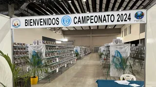 Inicia el 72º Campeonato Argentino de Canaricultura con San Francisco como sede